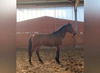 Koń holsztyński, Ogier, 3 lat, 165 cm, Gniada