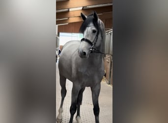 Koń holsztyński, Ogier, 3 lat, 165 cm, Siwa