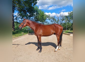 Koń holsztyński, Ogier, 3 lat, 169 cm, Gniada