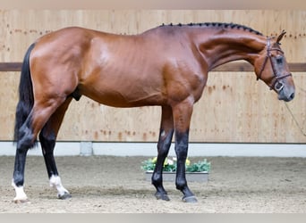 Koń holsztyński, Ogier, 3 lat, 170 cm, Gniada