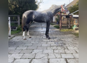 Koń holsztyński, Ogier, 3 lat, 170 cm, Siwa