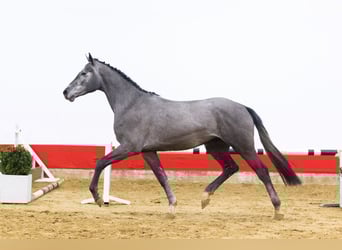 Koń holsztyński, Ogier, 3 lat, 170 cm, Siwa