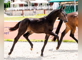 Koń holsztyński, Ogier, 3 lat, 173 cm, Ciemnogniada