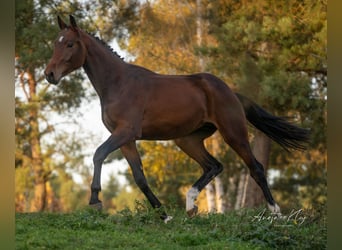 Koń holsztyński, Ogier, 3 lat, 173 cm, Gniada