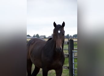 Koń holsztyński, Ogier, 3 lat, Gniada