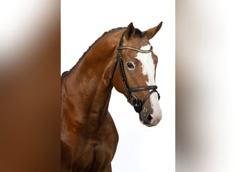 Koń holsztyński, Ogier, 4 lat, 165 cm, Gniada
