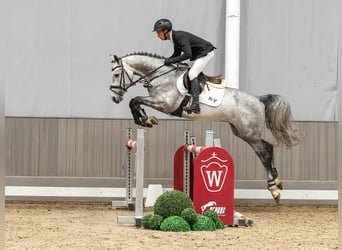Koń holsztyński, Ogier, 4 lat, 165 cm, Siwa