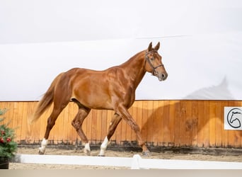 Koń holsztyński, Ogier, 4 lat, 167 cm, Kasztanowata