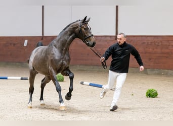 Koń holsztyński, Ogier, 4 lat, 167 cm, Siwa