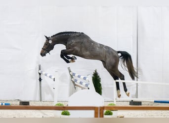 Koń holsztyński, Ogier, 4 lat, 167 cm, Siwa