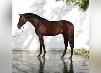 Koń holsztyński, Ogier, 4 lat, 168 cm, Gniada
