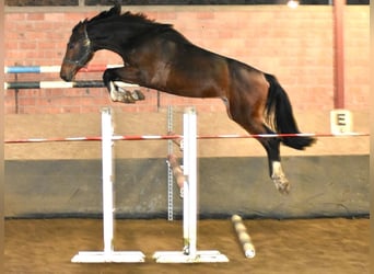Koń holsztyński, Ogier, 4 lat, 170 cm, Ciemnogniada