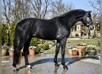 Koń holsztyński, Ogier, 4 lat, 170 cm, Karosiwa