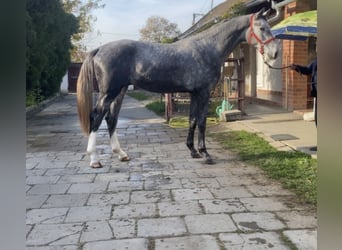 Koń holsztyński, Ogier, 4 lat, 170 cm, Siwa
