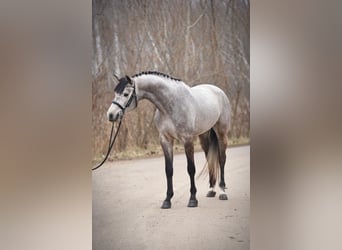 Koń holsztyński, Ogier, 4 lat, 170 cm, Siwa