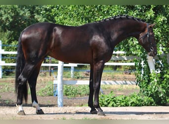 Koń holsztyński, Ogier, 4 lat, 175 cm, Gniada