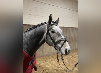 Koń holsztyński, Ogier, 5 lat, 163 cm, Siwa