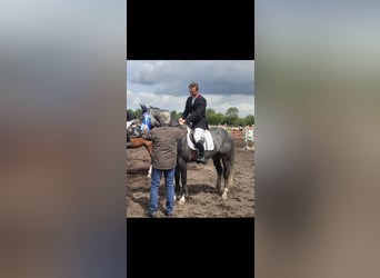 Koń holsztyński, Ogier, 5 lat, 163 cm, Siwa