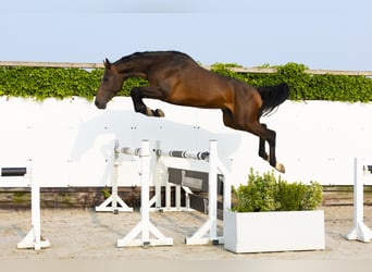Koń holsztyński, Ogier, 5 lat, 165 cm, Ciemnogniada