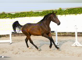 Koń holsztyński, Ogier, 5 lat, 165 cm, Ciemnogniada