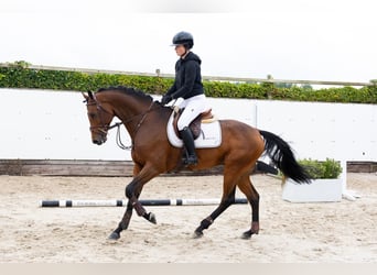 Koń holsztyński, Ogier, 5 lat, 165 cm, Ciemnogniada