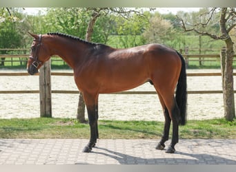 Koń holsztyński, Ogier, 5 lat, 166 cm, Gniada