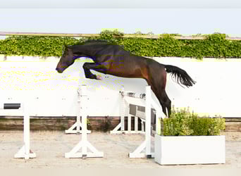 Koń holsztyński, Ogier, 5 lat, 166 cm, Gniada