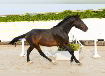 Koń holsztyński, Ogier, 5 lat, 166 cm, Gniada