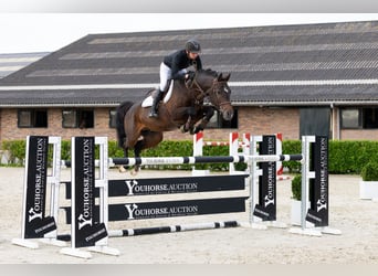 Koń holsztyński, Ogier, 5 lat, 167 cm, Ciemnogniada