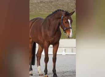 Koń holsztyński, Ogier, 5 lat, 170 cm, Gniada