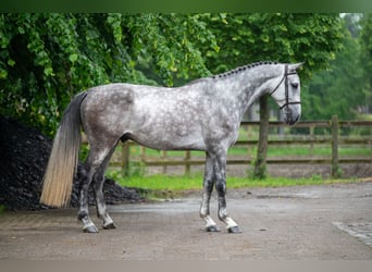 Koń holsztyński, Ogier, 5 lat, 178 cm, Siwa