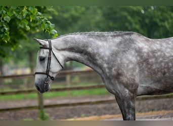 Koń holsztyński, Ogier, 5 lat, 178 cm, Siwa