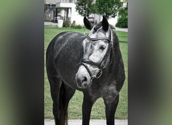 Koń holsztyński, Ogier, 6 lat, 165 cm, Siwa