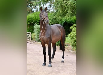 Koń holsztyński, Ogier, 6 lat, 167 cm