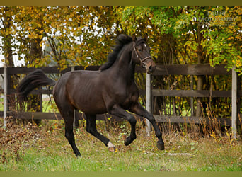 Koń holsztyński, Ogier, 6 lat, 174 cm, Gniada