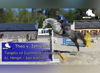 Koń holsztyński, Ogier, 6 lat, 178 cm, Siwa