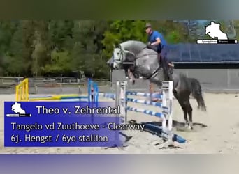 Koń holsztyński, Ogier, 6 lat, 178 cm, Siwa