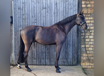 Koń holsztyński, Ogier, 7 lat, 167 cm, Ciemnogniada