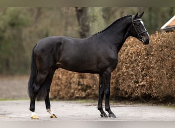 Koń holsztyński, Ogier, 7 lat, 170 cm