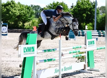 Koń holsztyński, Ogier, 7 lat, Siwa