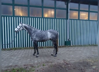 Koń holsztyński, Ogier, 8 lat, 160 cm, Siwa