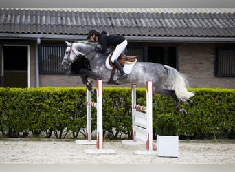 Koń holsztyński, Ogier, 9 lat, 164 cm, Siwa