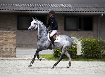 Koń holsztyński, Ogier, 9 lat, 164 cm, Siwa