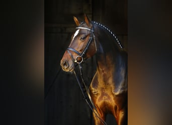 Koń holsztyński, Ogier, 9 lat, 172 cm, Ciemnogniada