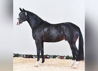 Koń holsztyński, Ogier, 6 lat, 170 cm, Ciemnogniada
