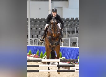 Koń holsztyński, Ogier, 9 lat, 169 cm, Ciemnogniada