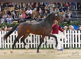 Koń holsztyński, Ogier, 9 lat, 169 cm, Ciemnogniada
