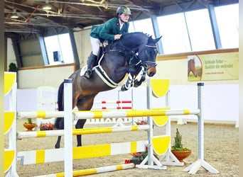 Koń holsztyński, Ogier, 6 lat, 166 cm, Ciemnogniada
