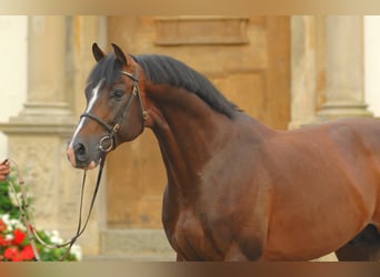 Koń holsztyński, Ogier, 25 lat, 168 cm, Gniada