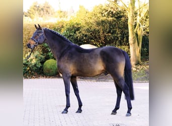 Koń holsztyński, Ogier, 26 lat, 169 cm, Gniada